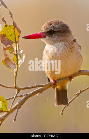 Braun mit Kapuze Kingfisher (Halcyon Albiventris) auf einem Zweig, Krüger Nationalpark, Südafrika, Afrika Stockfoto