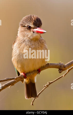 Braun mit Kapuze Kingfisher (Halcyon Albiventris) auf einem Zweig, Krüger Nationalpark, Südafrika, Afrika Stockfoto