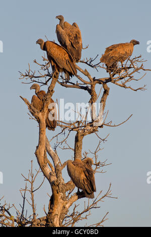 Weißrückenspecht Geier (abgeschottet Africanus) auf einem Zweig, Krüger Nationalpark, Südafrika, Afrika Stockfoto