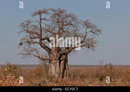 Baboab Baum (Affenbrotbäume Digitata) im Großraum Pafuri Krüger Nationalpark, Südafrika Stockfoto