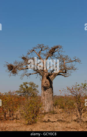 Baboab Baum (Affenbrotbäume Digitata) im Großraum Pafuri Krüger Nationalpark, Südafrika Stockfoto