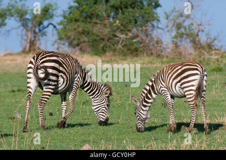 Gemeinsamen Zebras (Equus Quagga), Masai Mara National Reserve, Kenia, Afrika Stockfoto