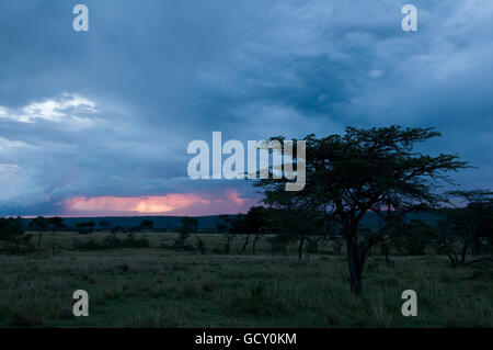 Sturm, Masai Mara National Reserve, Kenia, Afrika Stockfoto