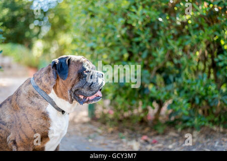 Porträt der schönen deutschen Boxer Hund draußen Stockfoto