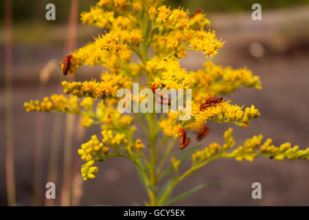 5 paar Bugs, die Paarung auf gelben Blüten Stockfoto