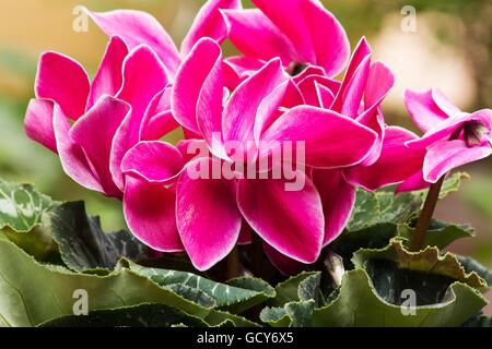 Persische Alpenveilchen (Cyclamen Persicum) Pflanzen und Blumen Stockfoto