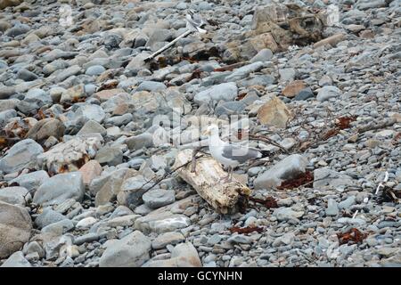 Bäcker-Insel in Salem, Massachusetts, Neuengland, USA Stockfoto