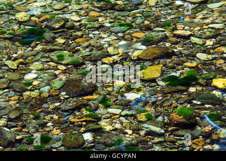 Ein Stream gehörenden Te Waikoropupū Springs, Pupu Springs, in der Golden Bay auf der Südinsel Neuseelands. Stockfoto