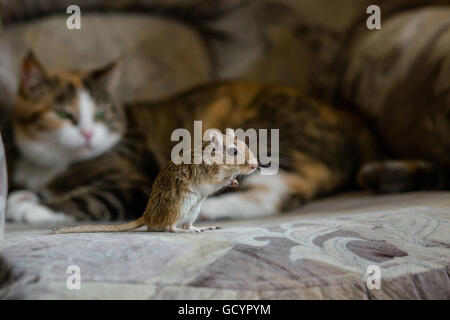 Katze spielt mit Wüstenrennmaus Mäuschen. Natürliches Licht. Stockfoto