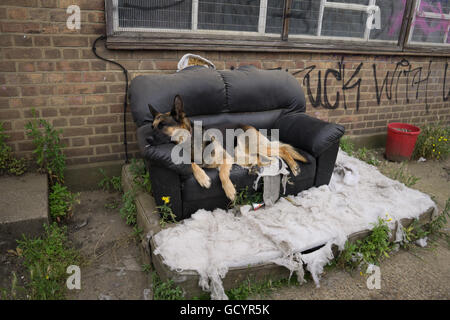 Ein Deutscher Schäferhund verwendet als Wachmann Hund scheinbar nimmt sich eine Auszeit auf einer alten Sofa Stockfoto