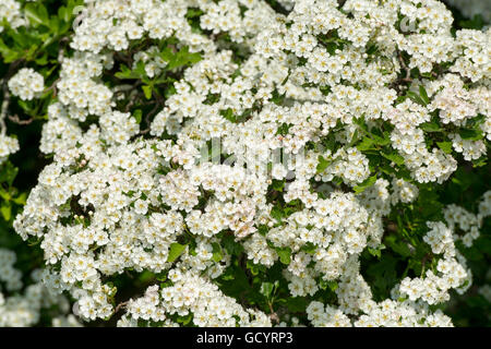 Hagedorn in voller Blüte. Crataegus monogyna Stockfoto