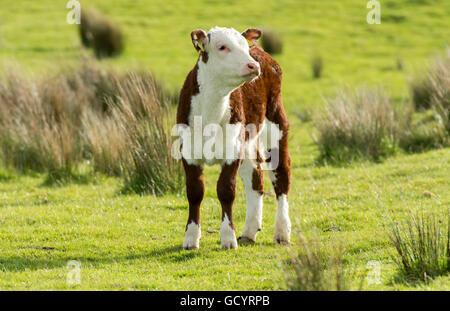 Young-Hereford Kalb im Hochland Weide, Lancashire, UK. Stockfoto