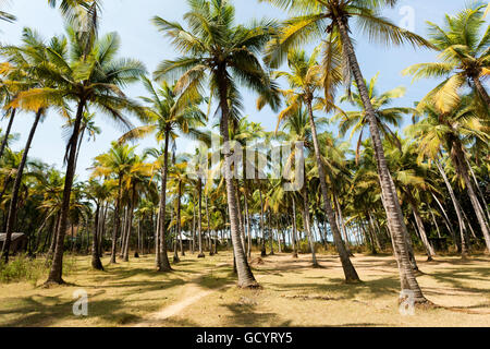 Kokosnuss-Palmen Stockfoto
