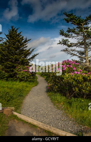 Rhododendron säumen den Weg bis Runde kahle Stockfoto