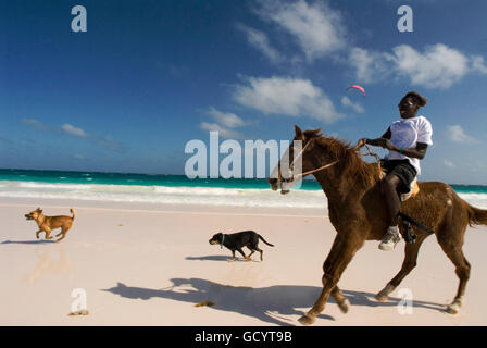 Pferd Reiten auf Pink Sand Beach. Dunmore Town, Hafeninsel, Eleuthera. Bahamas Stockfoto
