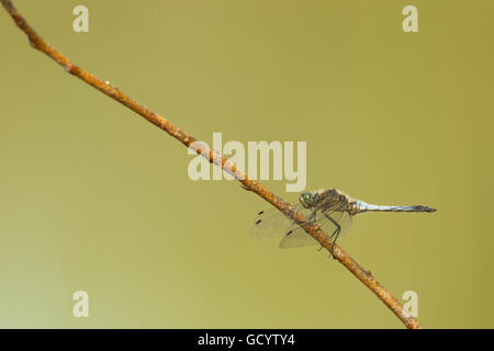 Schwarz-angebundene Skimmer (Orthetrum Cancellatum) sitzt auf einem Zweig an einem Teich in Frankfurt am Main, Deutschland. Stockfoto