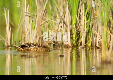 Weibliche Stockente (Anas Platyrhynchos) schwimmen in einem Teich in Frankfurt am Main, Deutschland. Stockfoto