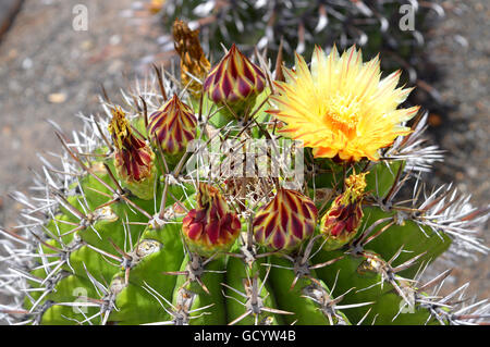 Astrophytum Ornatum Blume Stockfoto