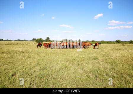 Junge Anglo arabischen Stuten und Fohlen auf der Wiese im Sommer grasen. Panoramablick auf Herde von Pferden beim grasen auf der Wiese Stockfoto