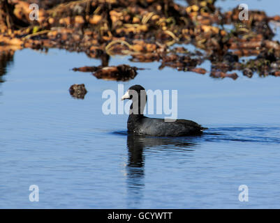 Amerikanisches Blässhuhn (Fulica Americana) schwimmen Stockfoto