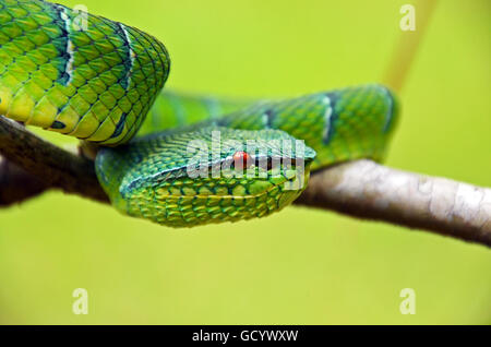 Wagler Grubenotter (Tropidolaemus Wagleri) in Hinterhalt Lage, Bako Nationalpark, Sarawak, Borneo, Malaysia Stockfoto