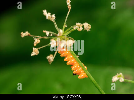 Multicolored Asian Lady Beetle (Harmonia Axyridis) Eiern. Stockfoto