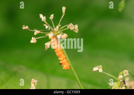 Multicolored Asian Lady Beetle (Harmonia Axyridis) Eiern. Stockfoto