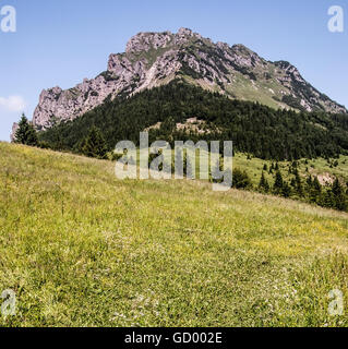 Bergwiesen auf Medziholie und felsigen Velký Rozsutec Hügel im Sommer Mala Fatra Gebirge in der Slowakei Stockfoto