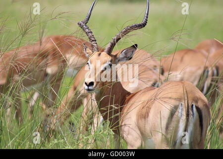 Ein männlicher Impala und seine Herde in Savuti, Botswana Stockfoto