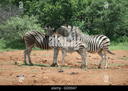 Ein Zebra-Familie von vier stehen nah beieinander im Pilanesberg National Park Stockfoto