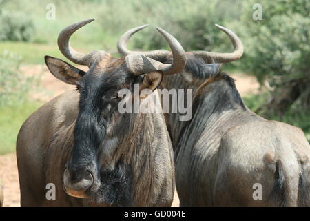 Zwei blaue Gnus stehen nebeneinander im Pilanesberg National Park Stockfoto