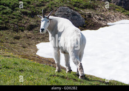 Ziegenbock Billy Berg auf Hurrikan Hügel / Ridge Schneefeld im Olympic Nationalpark in Washington State USA Stockfoto