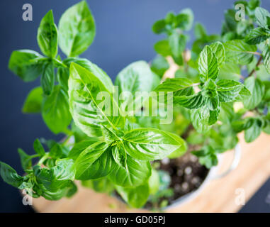 Basilikum (links) und Pfefferminze (rechts) fährt von einem indoor Kraut Garten von oben gesehen. Stockfoto