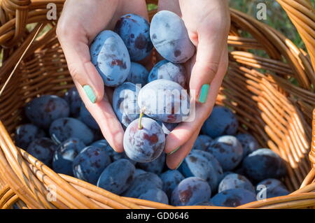 Personen-Hände, frische gepflückte Pflaumen in den Korb Stockfoto
