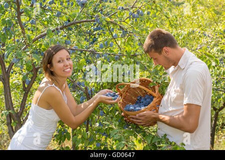 Junges Paar Pflaumen pflücken im Feld an einem sonnigen Tag Stockfoto