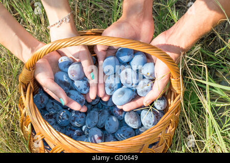 Personen-Hände, frische gepflückte Pflaumen in den Korb Stockfoto