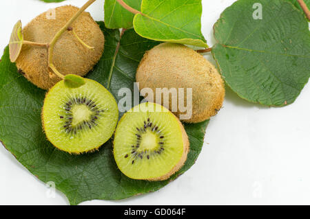 Frisch gepflückten Kiwi mit Ast und Blättern auf weißem Hintergrund Stockfoto