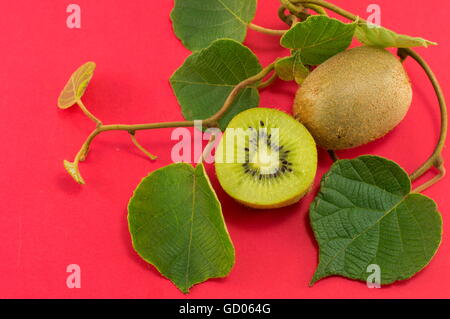 Frisch gepflückten Kiwi mit Ast und Blättern auf rotem Grund Stockfoto