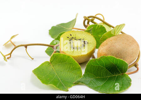 Frisch gepflückten Kiwi mit Ast und Blättern auf weißem Hintergrund Stockfoto