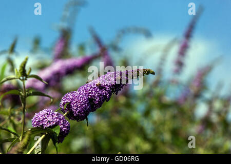 Buddleja blau Buddleja davidii Sommer Flieder blüht, Blumen Schmetterling Busch Garten Buddleia wachsende Pflanze Blume blüht Sträucher lila Blüten Violett Stockfoto