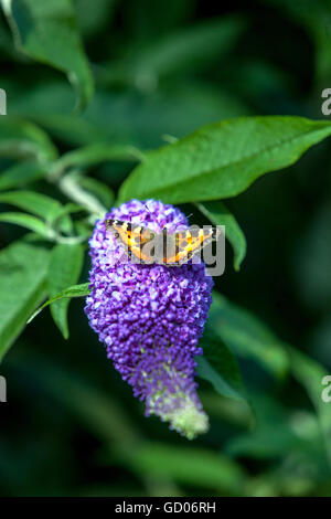 Buddleja Davidii - Sommer Flieder, Sommerflieder, eine ornamentale Pflanze verführerische Bienen und Schmetterlinge im Sommer Stockfoto