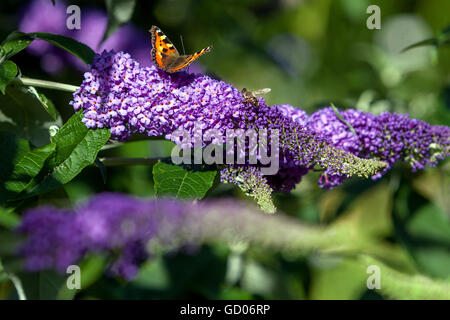 Buddleja Davidii - Sommer Flieder, Sommerflieder, eine ornamentale Pflanze verführerische Bienen und Schmetterlinge im Sommer Stockfoto