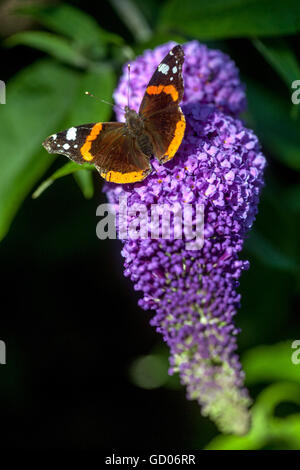 Ein Schmetterling des Roten Admirals, der sich mit einer purpurnen Buddleja-Blume ernährt Vanessa atalanta Schmetterling auf einer Buddleja-Blume Stockfoto