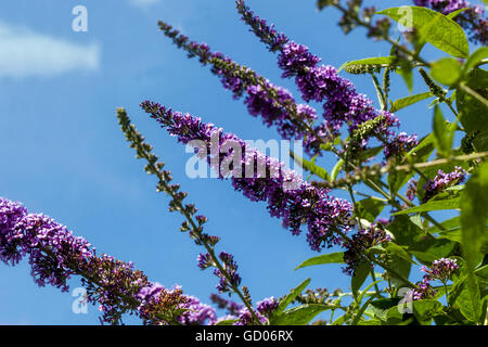 Buddleja davidii, Sommer lila Stockfoto