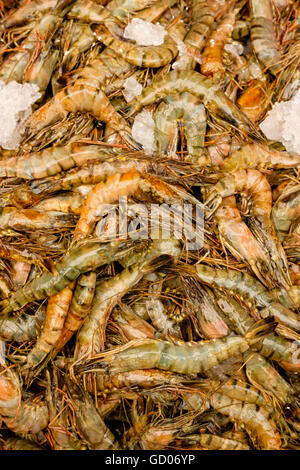 Rohe Garnelen auf Eis. Hintergrund. Stockfoto