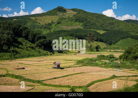 Menschen, die Ernten von Reis in der warmen Nachmittagssonne in der Nähe von Luang Namtha, Laos PDR Stockfoto