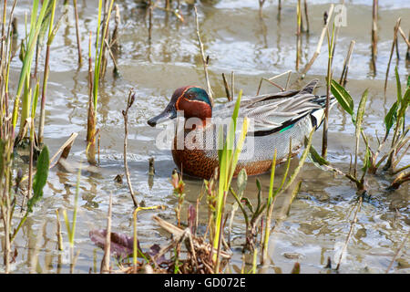 Eurasische Teal Anas Vogelarten Männchen in der Zucht Gefieder Stockfoto