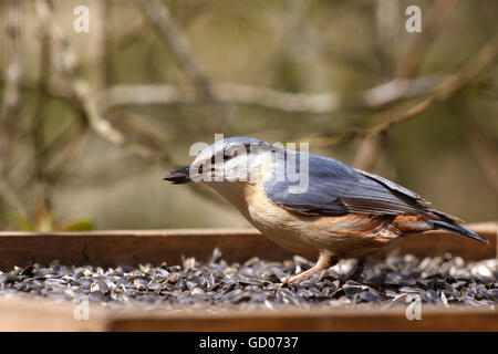 Eurasische Kleiber Sitta Europea Erwachsenen sammeln Sonnenblumenkerne aus Samen Fach feeder Stockfoto