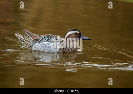 Garganey Anas Querquedula Männchen in der Zucht Gefieder schwimmen Stockfoto