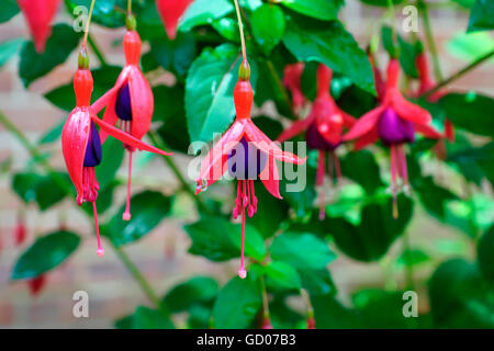 FUCHSIA IN VOLLER BLÜTE Stockfoto